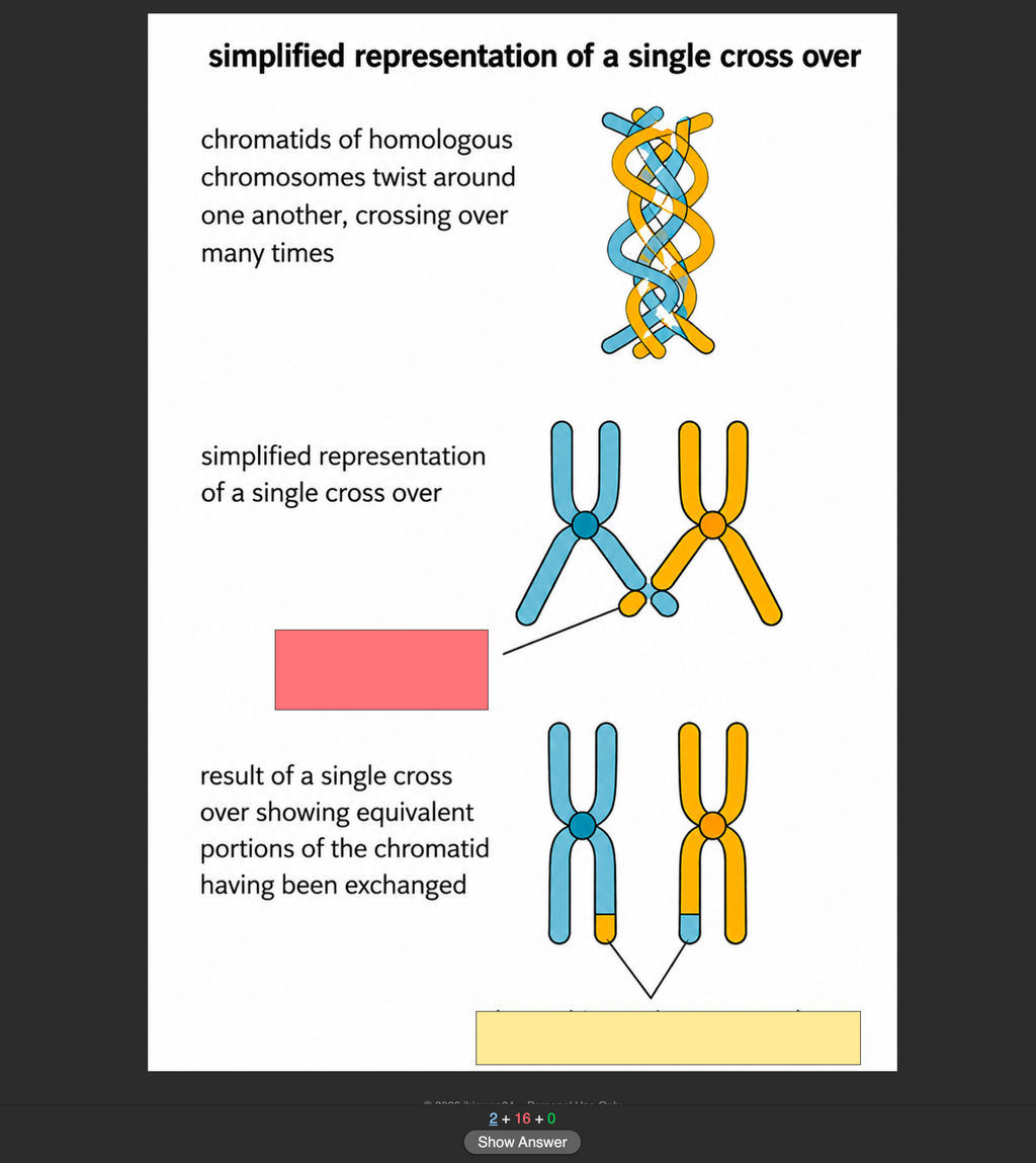 A-Level OCR A Biology & Chemistry Bundle