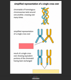 A-Level OCR A Biology & Chemistry Bundle